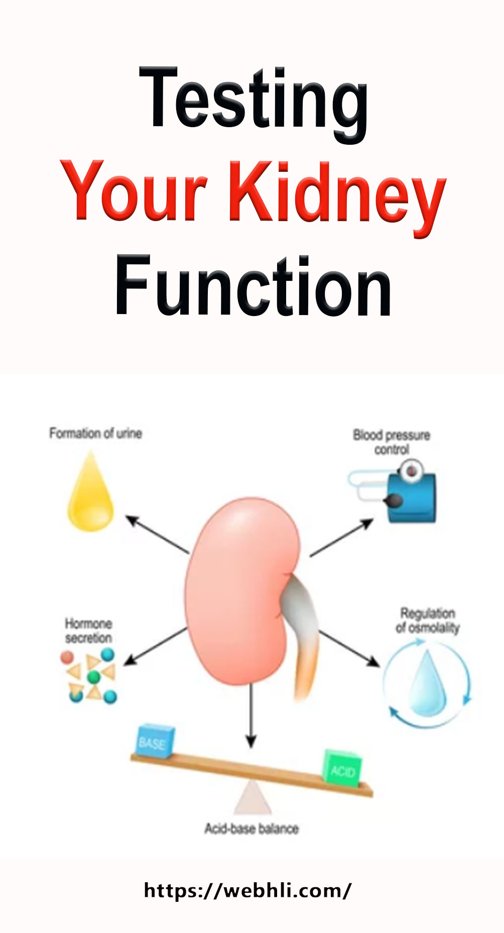 Testing Your Kidney Function | Healthy Lifestyle